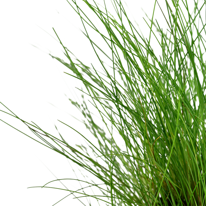 Tropica Eleocharis parvula – Topfpflanze