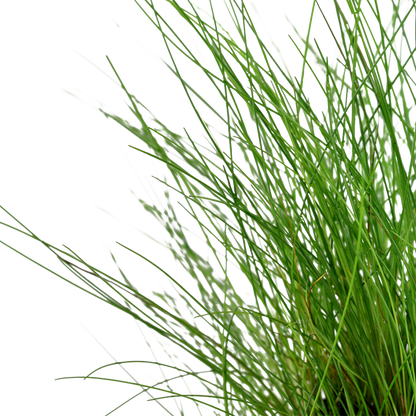 Tropica Eleocharis parvula – Topfpflanze