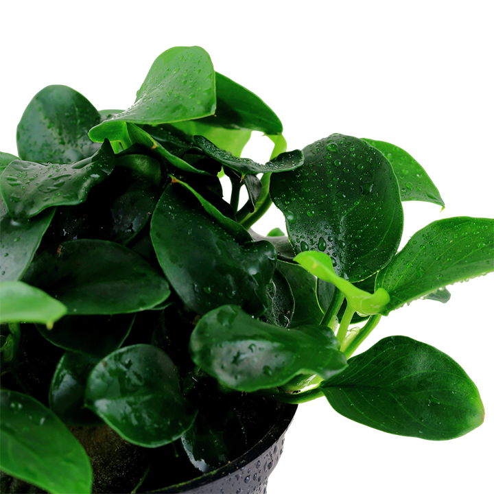 Tropica Anubias barteri 'Petite' – Topfpflanze