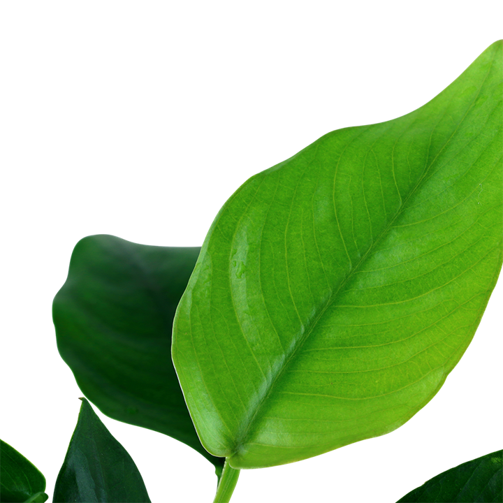 Tropica Anubias barteri var. nana im Topf