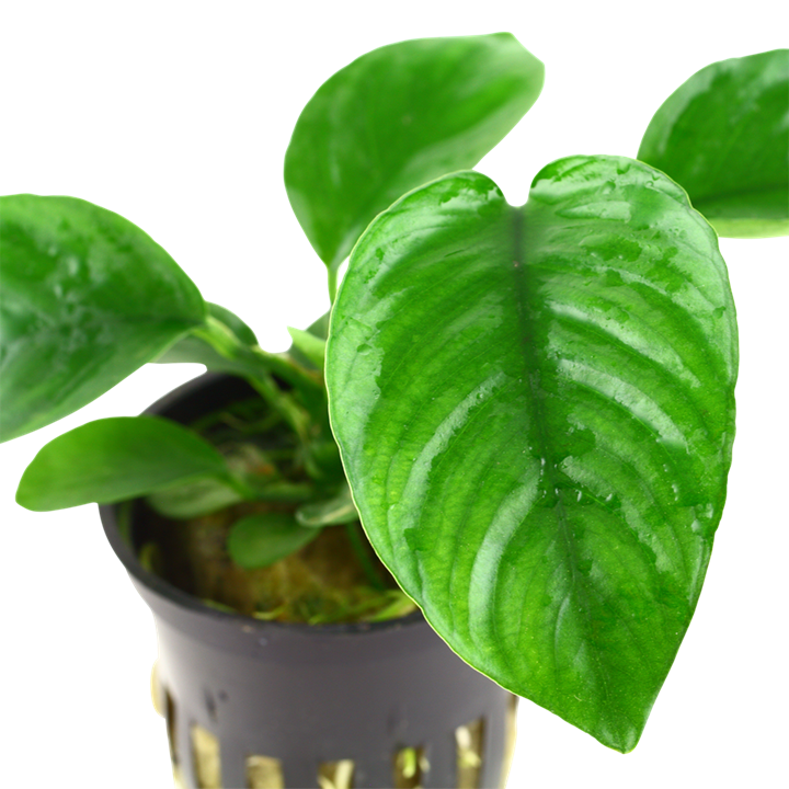 Tropica Anubias barteri caladiifolia Potted