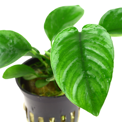 Tropica Anubias barteri caladiifolia Potted