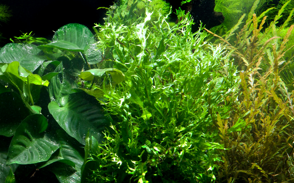 Tropica Microsorum pteropus 'Windeløv' – Topfpflanze