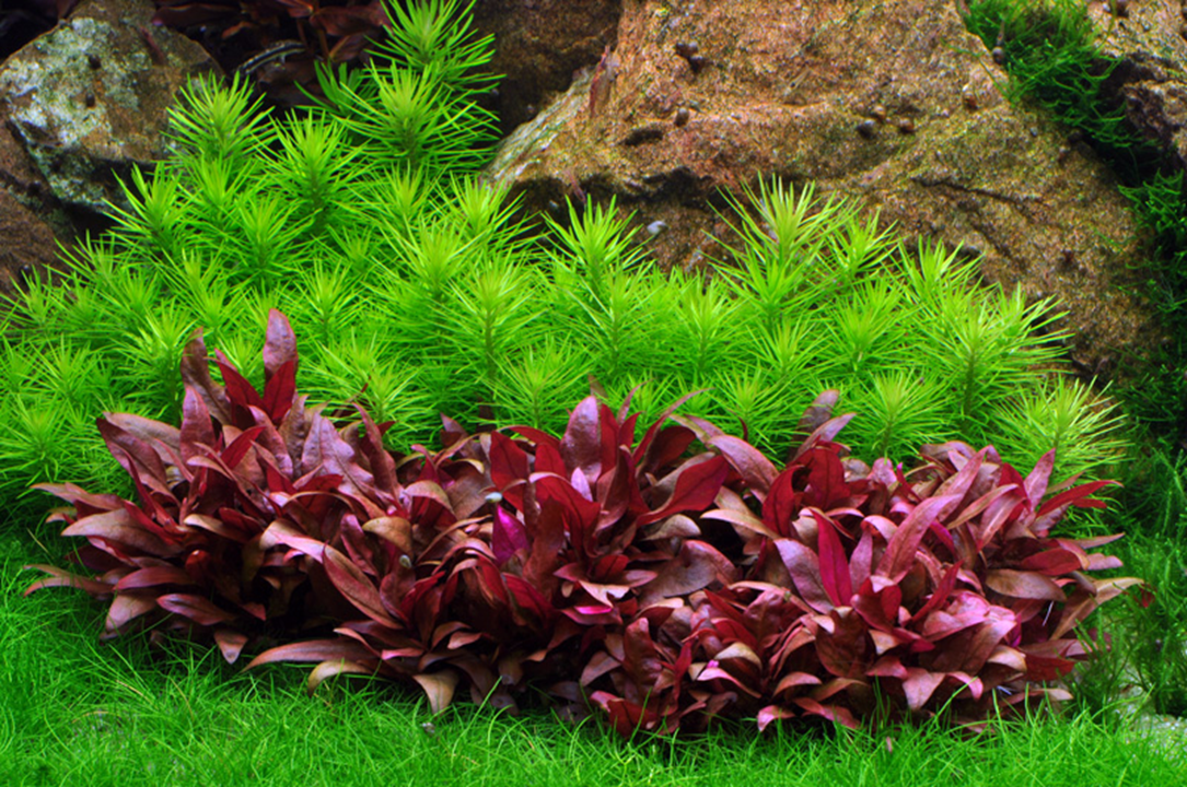 Tropica Pogostemon deccanensis – Topfpflanze