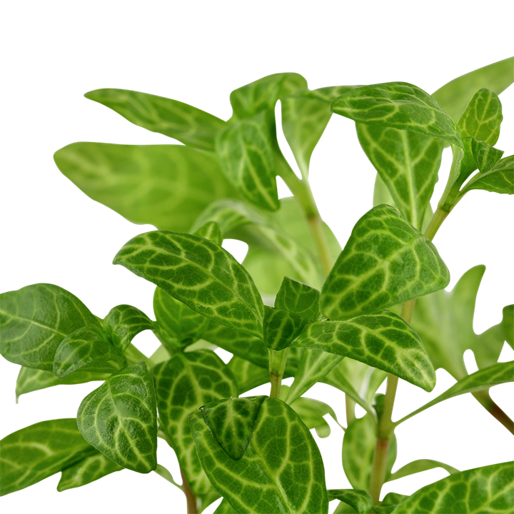 Tropica Hygrophila polysperma 'Rosanervig' potted