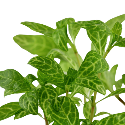 Tropica Hygrophila polysperma 'Rosanervig' potted
