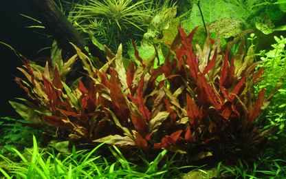 Alternanthera reineckii 'Pink' Tropica en pot