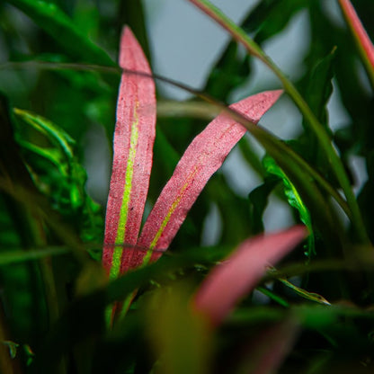 Tropica Cryptocoryne spiralis 'Red' – Topfpflanze