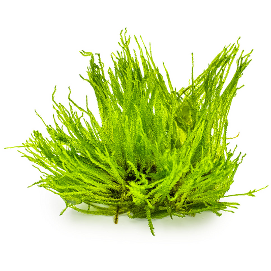 Tropica Taxiphyllum sp. 'Spiky Moss' In Vitro
