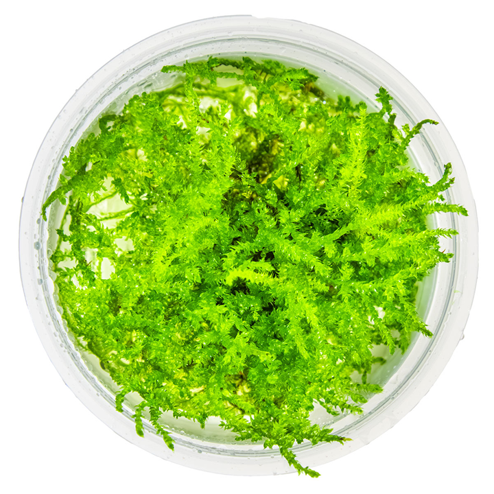 Tropica Vesicularia montagnei 'Christmas Moss' In Vitro