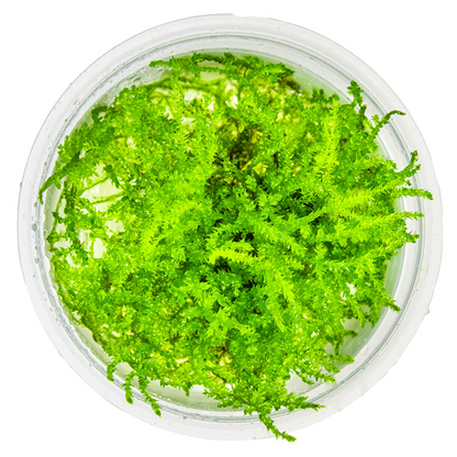 Tropica Vesicularia montagnei 'Christmas Moss' In Vitro