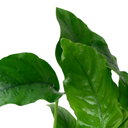 Tropica Anubias barteri var. barteri en pot