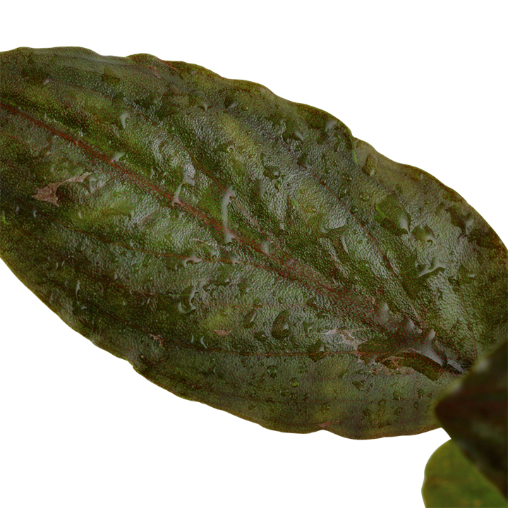 Tropica Lagenandra meeboldii 'Red' – Topfpflanze