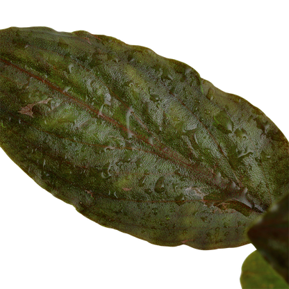 Tropica Lagenandra meeboldii 'Red' – Topfpflanze