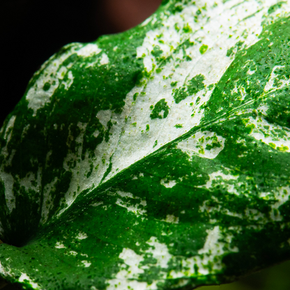 Tropica Anubias barteri Nana Pinto im Topf