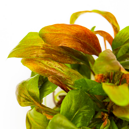Tropica Lysimachia parvifolia ‘Red’ In Vitro