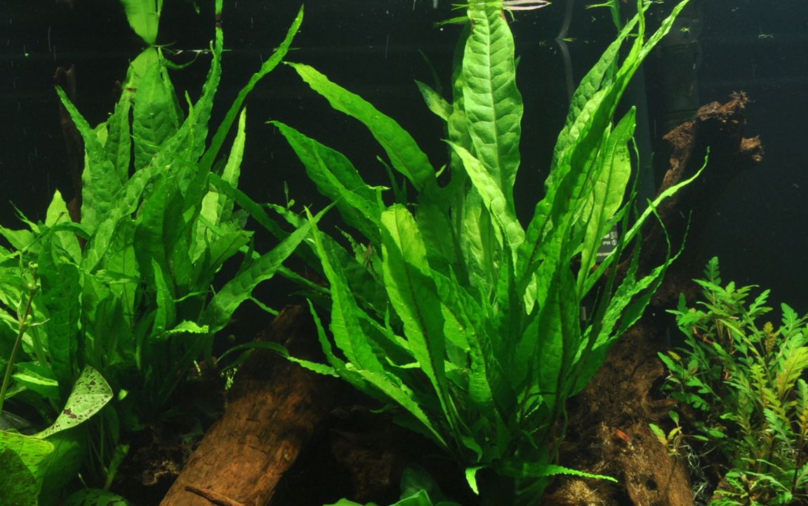Tropica Microsorum pteropus – Topfpflanze