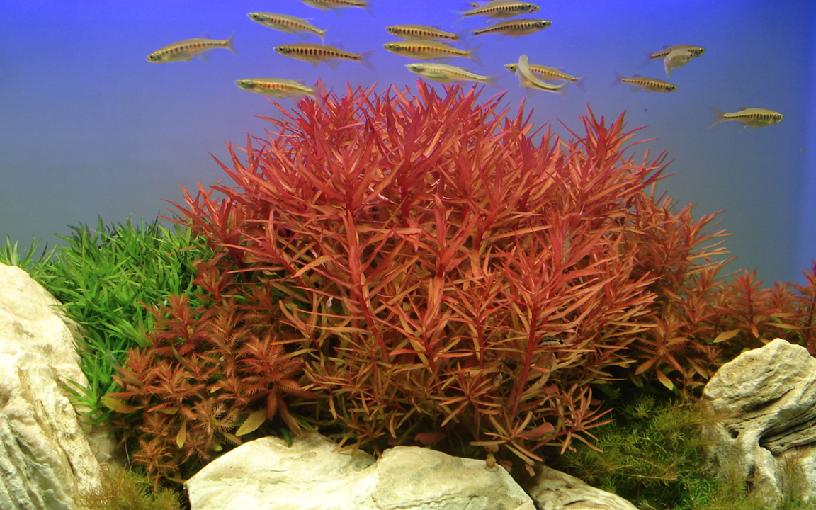 Tropica Ammannia crassicaulis im Topf