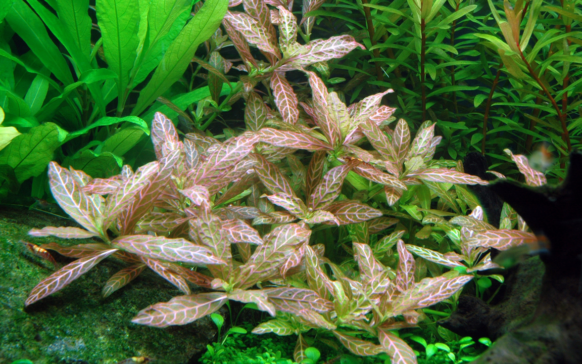 Tropica Hygrophila polysperma 'Rosanervig' potted