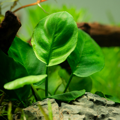 Tropica Anubias barteri ’Coin Leaf’ im Topf