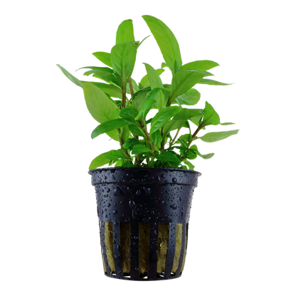 Tropica Staurogyne repens Topfpflanze