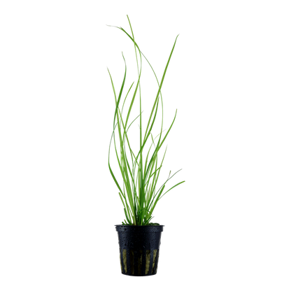 Tropica Cyperus helferi Topfpflanze