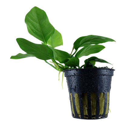 Tropica Anubias barteri var. nana Topfpflanze
