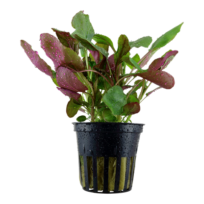 Tropica Lobelia cardinalis Topfpflanze