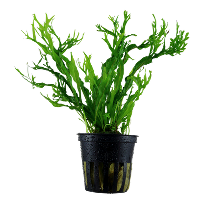 Tropica Microsorum pteropus 'Windeløv' Topfpflanze