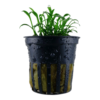 Tropica Cryptocoryne parva Topfpflanze