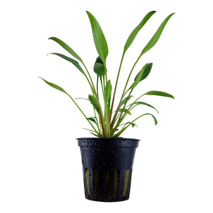 Tropica Cryptocoryne x willisii Topfpflanze