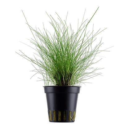 Tropica Eleocharis parvula Topfpflanze
