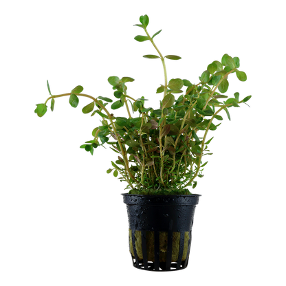 Tropica Rotala rotundifolia Topfpflanze