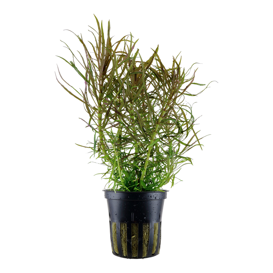 Tropica Pogostemon stellatus Topfpflanze