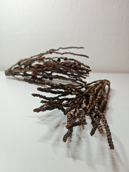 Grappes de noix de coco décoratives 30-50cm