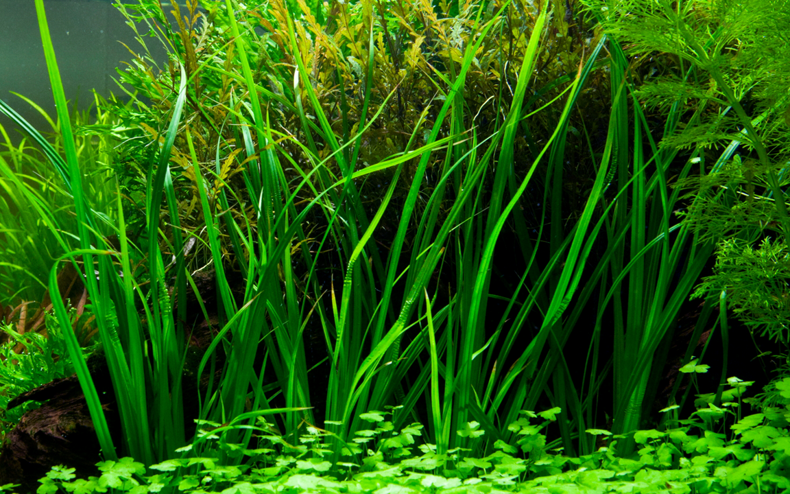Tropica Cyperus helferi – Topfpflanze