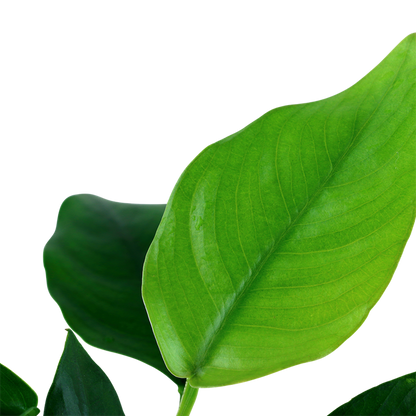 Tropica Anubias barteri var. nana – Topfpflanze