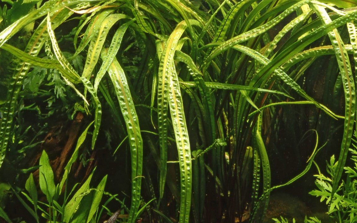 Tropica Cryptocoryne crispatula – Topfpflanze