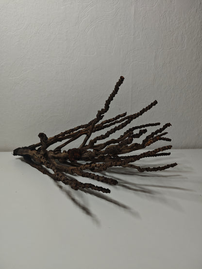 Grappes de noix de coco décoratives 30-50cm