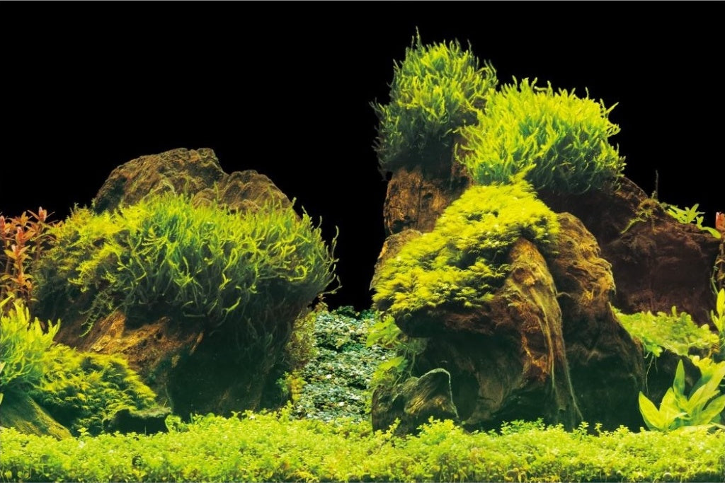 Aquanova Posterrückwand Rock / Plants 60x30cm