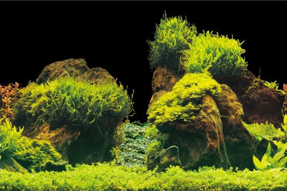 Aquanova Posterrückwand Rock / Plants 60x30cm