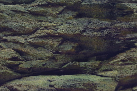Aquanova Posterrückwand Rock / Plants 100x50cm